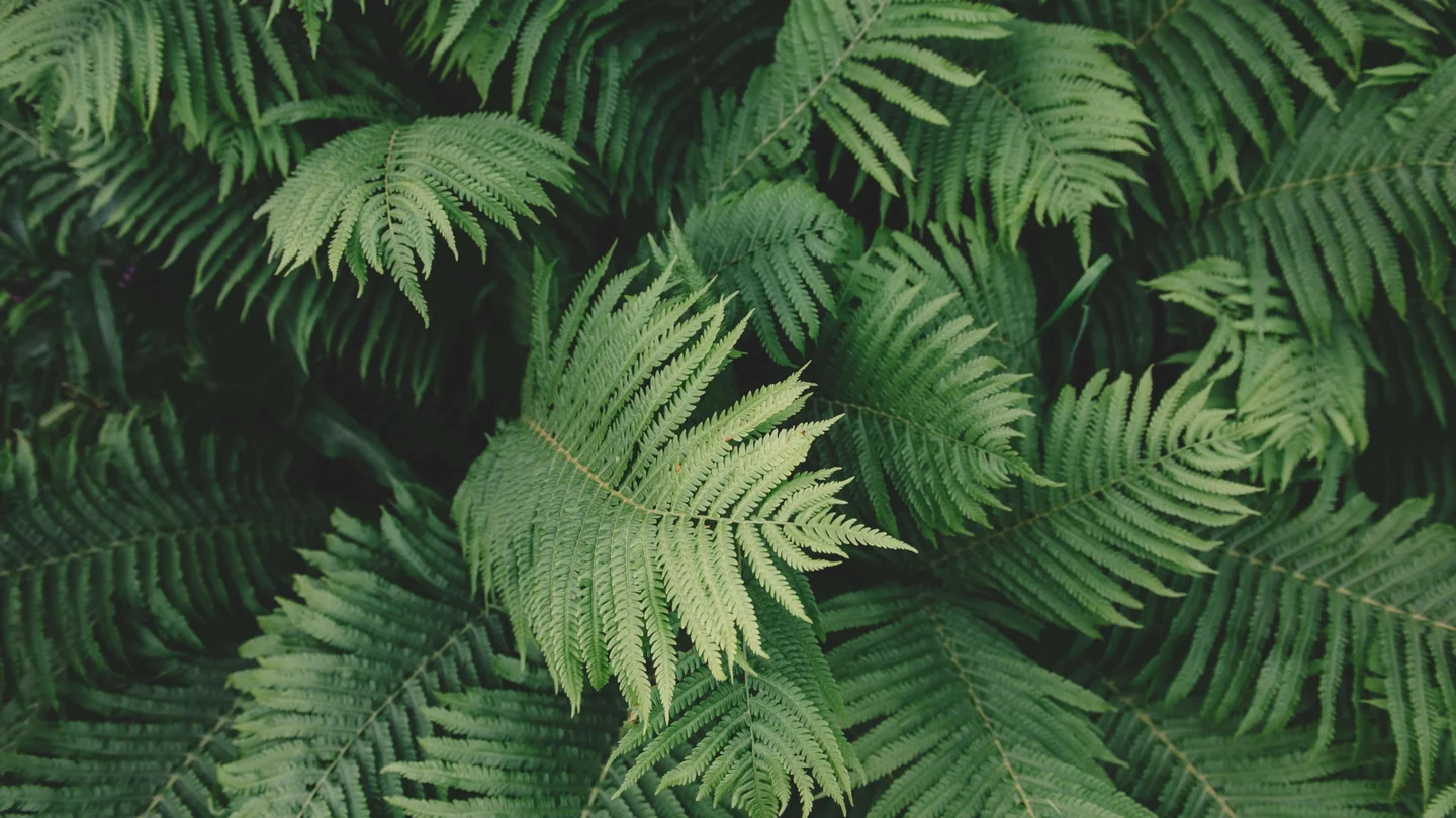 Gruvbox 壁纸 5-leaves